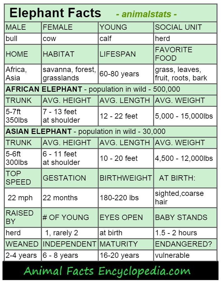 Elephant Facts Animal Facts Encyclopedia