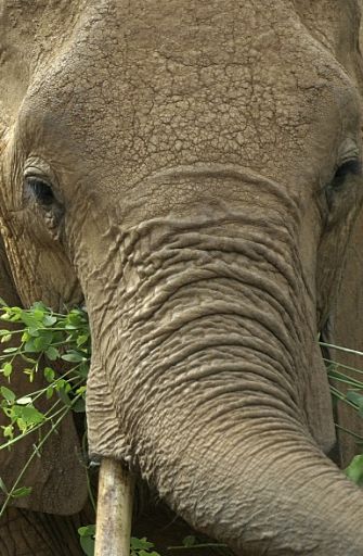 portrait of an African Elephant