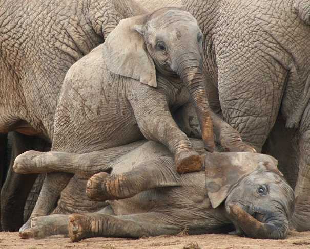 baby elephants