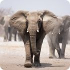 elephant facts