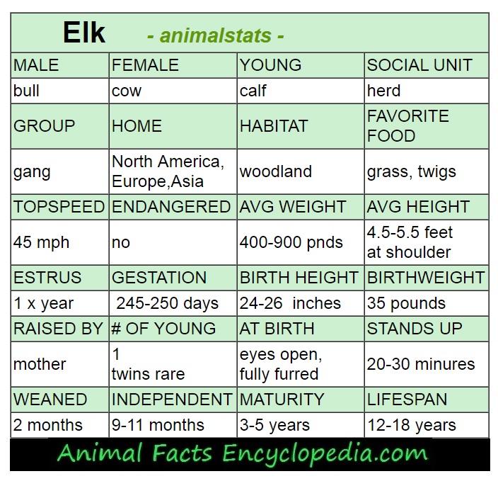 elk animal stats