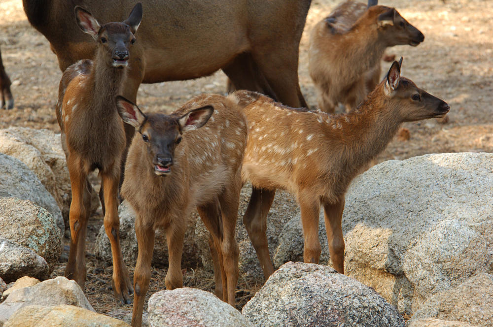 elk nursery