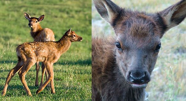 elk babies