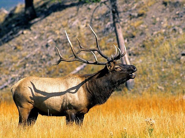 elk gold