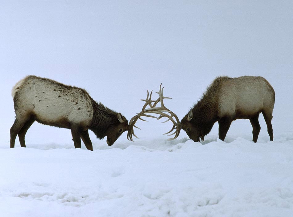 elk fight