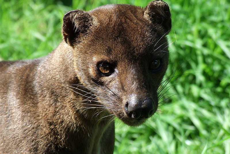 fossa extreme close-up