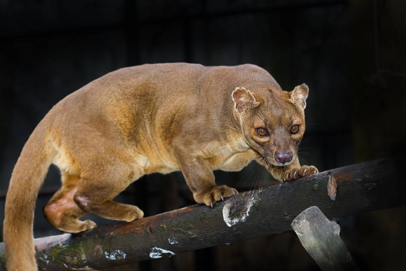 fossa on a log