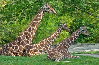giraffes resting