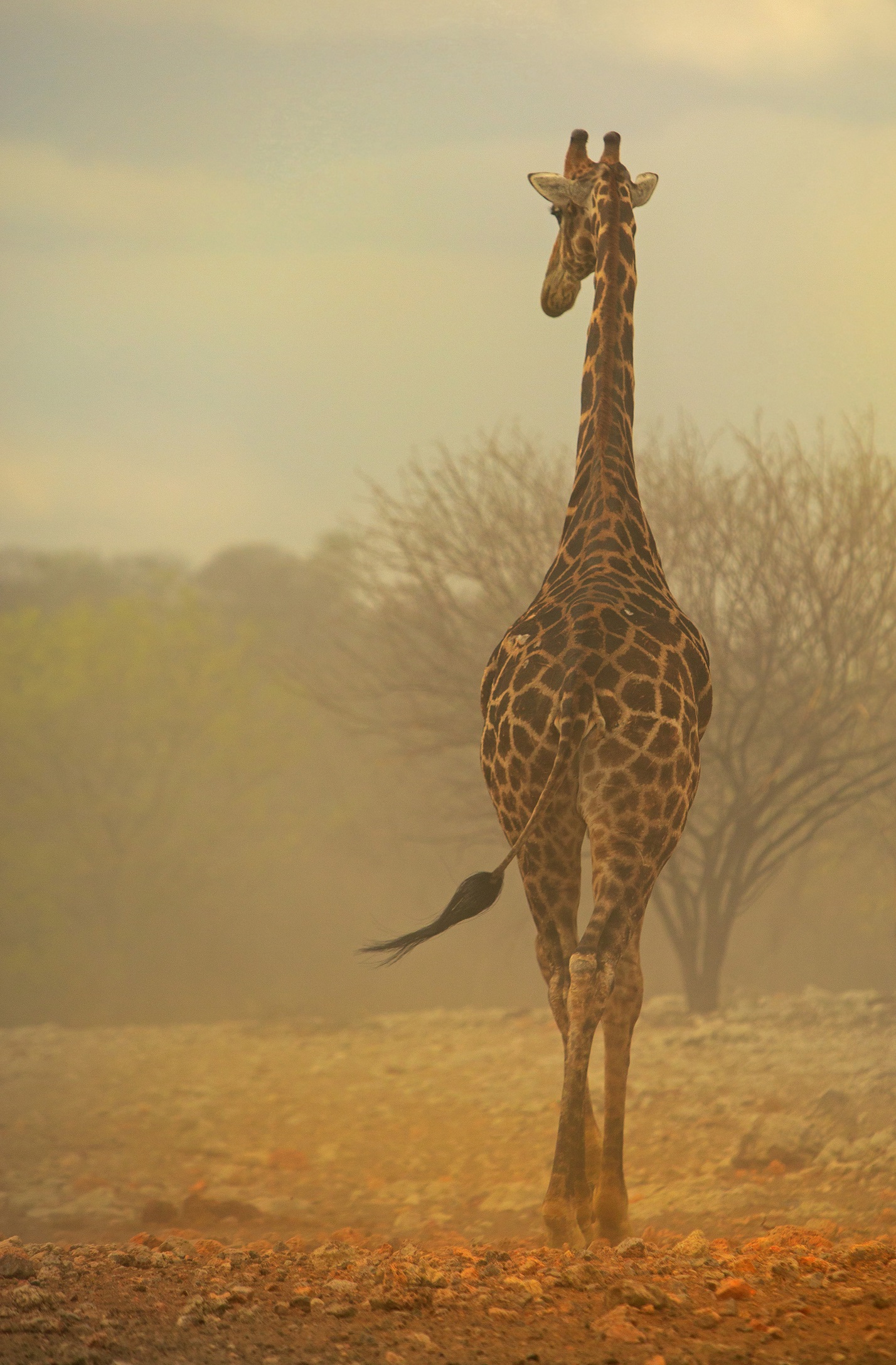 giraffe story