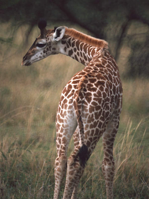 giraffe baby