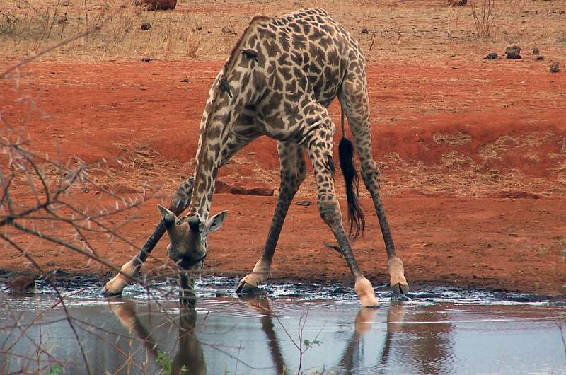 giraffe drinking
