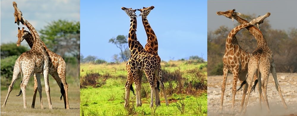 giraffe mother and infant