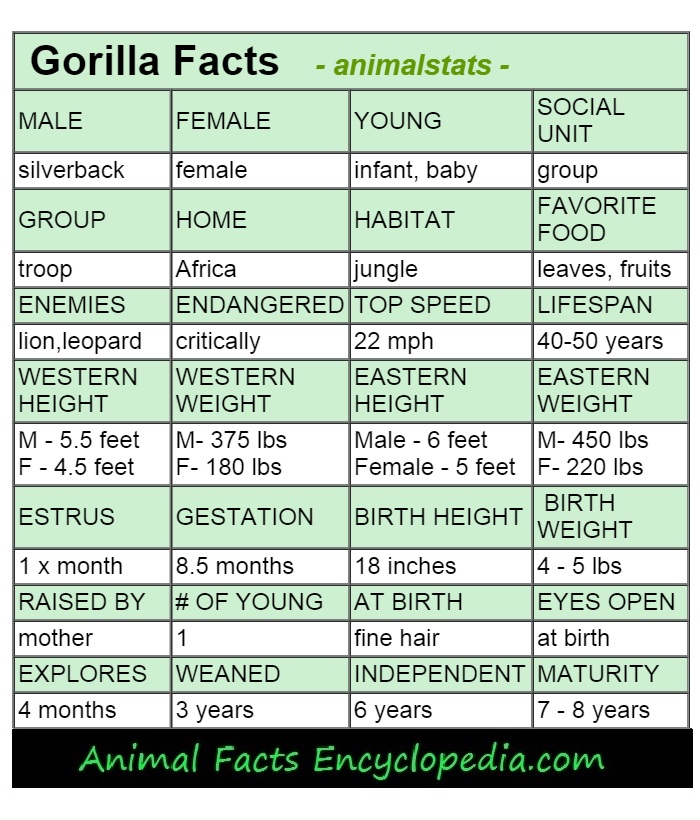 gorilla-animal-stats