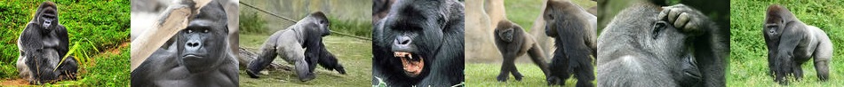 silverback weight silverback weight