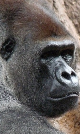 portrait of a Gorilla