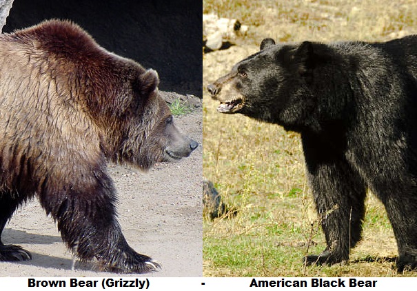 grizzly bear and black bear comparison
