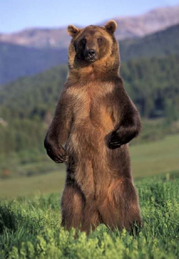 grizzly bear standing