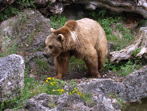 Alaskan Kodiak bear