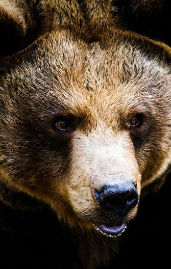 grizzly bear portrait