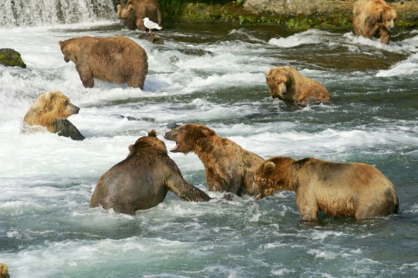 grizzly river