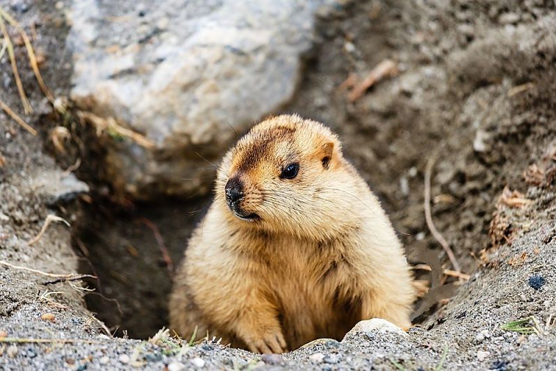 a groundhog at his burrow