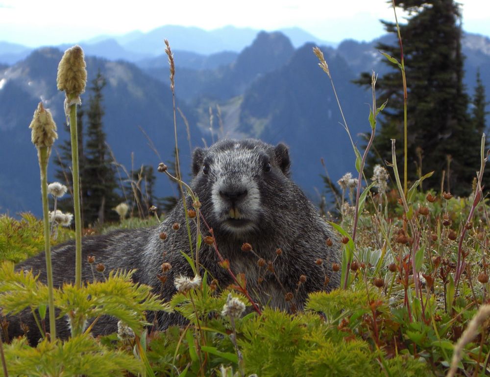 groundhog at burrow