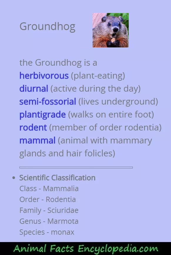 groundhog science