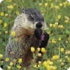 groundhog facts