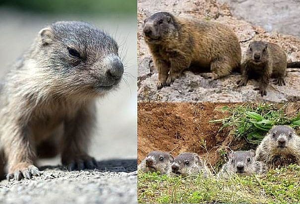when do groundhogs have babies in ontario