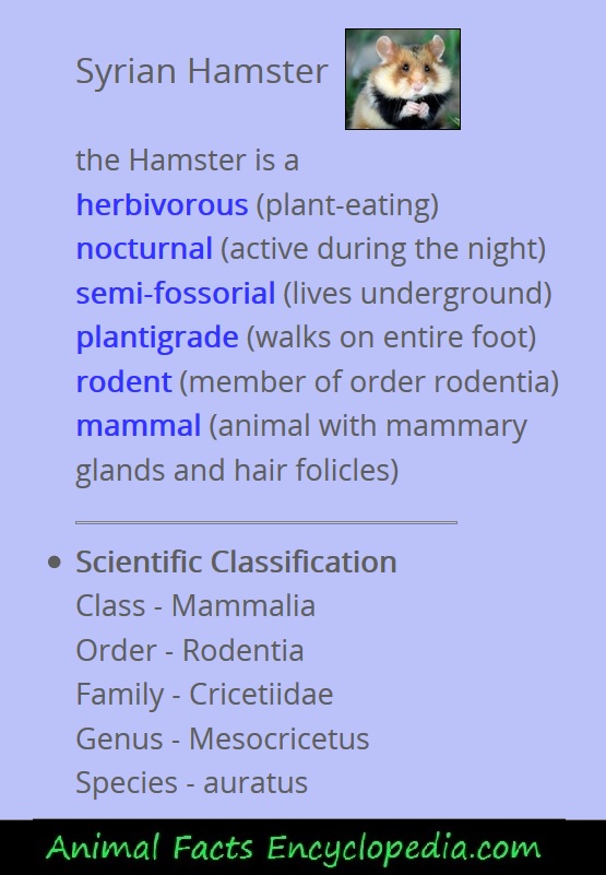 Syrian Hamster Animal Facts Encyclopedia