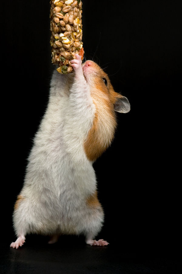 Syrian Hamster - Animal Facts Encyclopedia