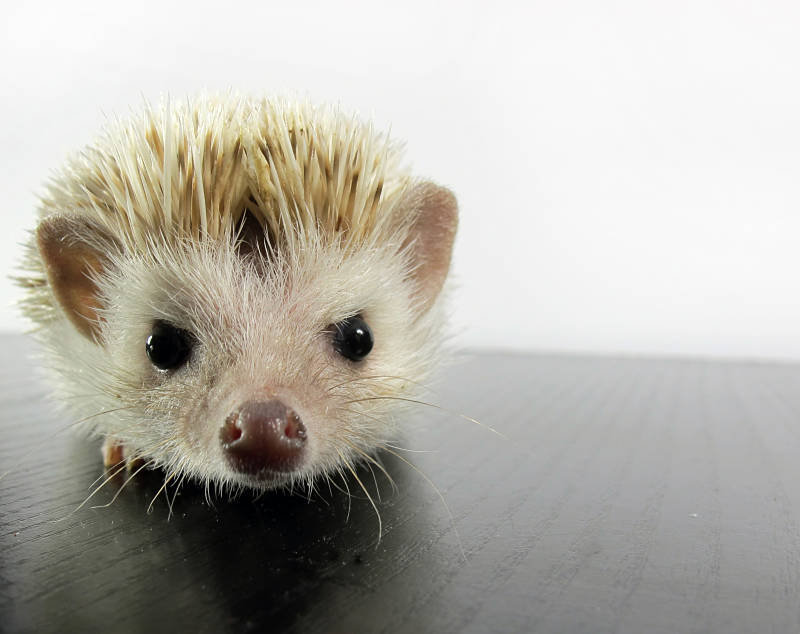 hedgehog extreme close-up