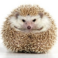 hedgehog facts