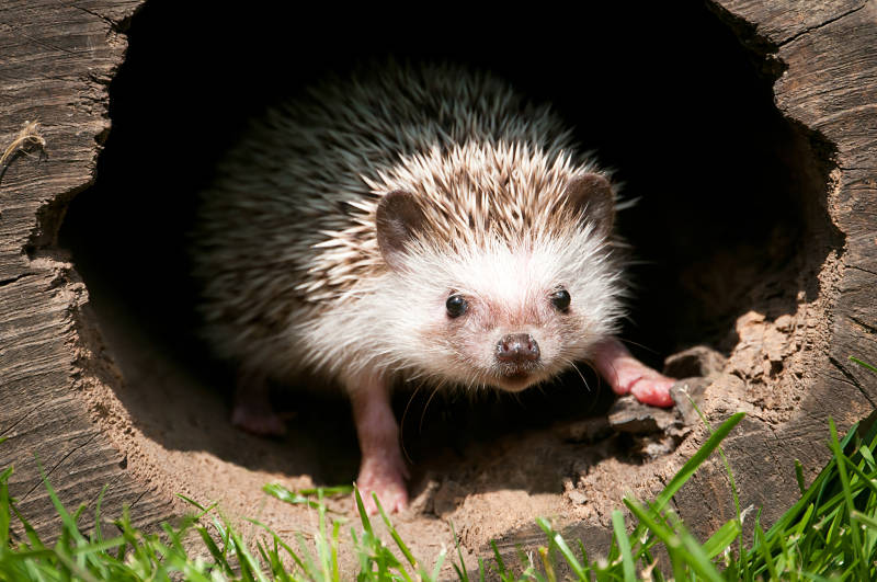hedgehog in log