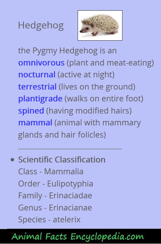 African pygmy hedgehog information