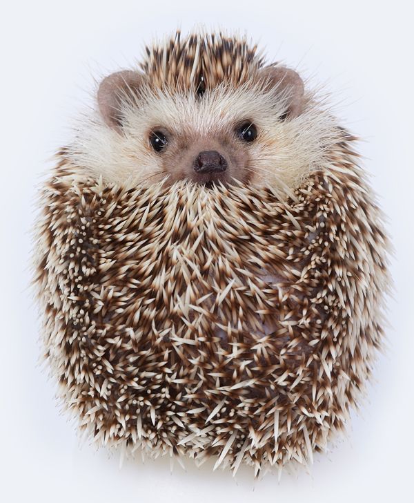 African pygmy hedgehog portrait