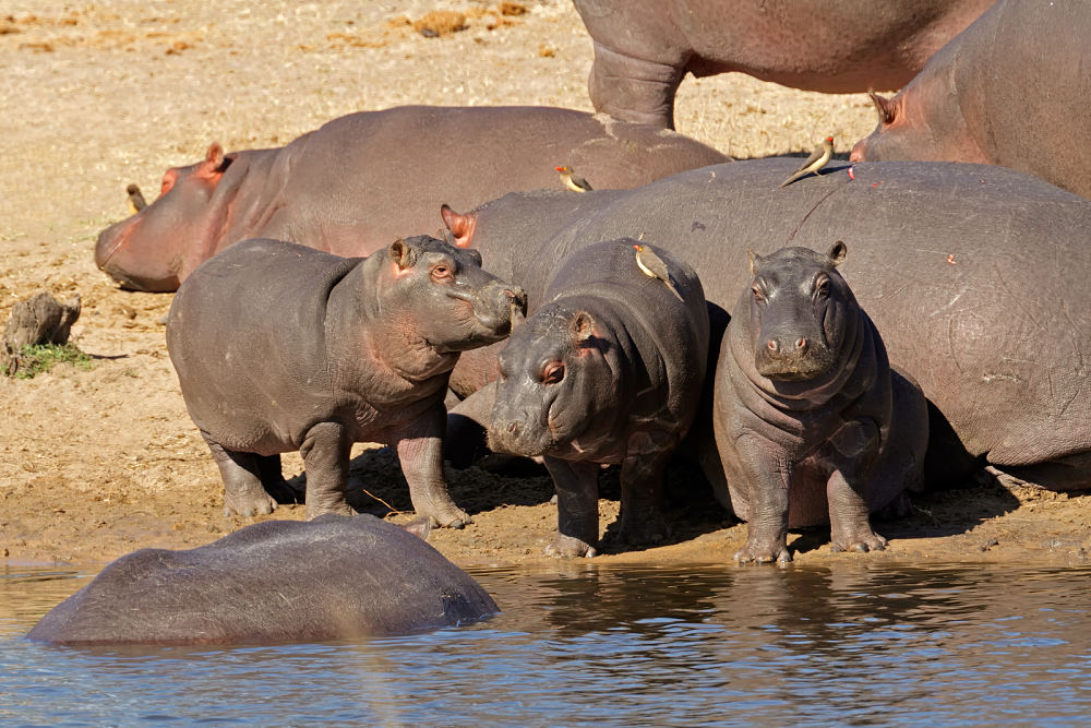 hippopotamus babies