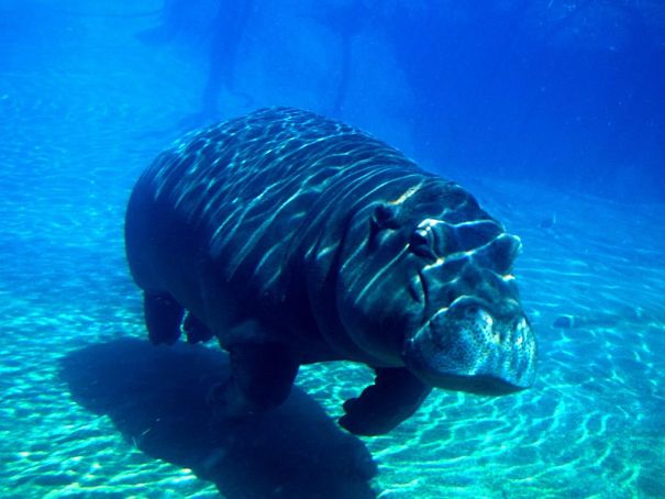 hippopotamus underwater