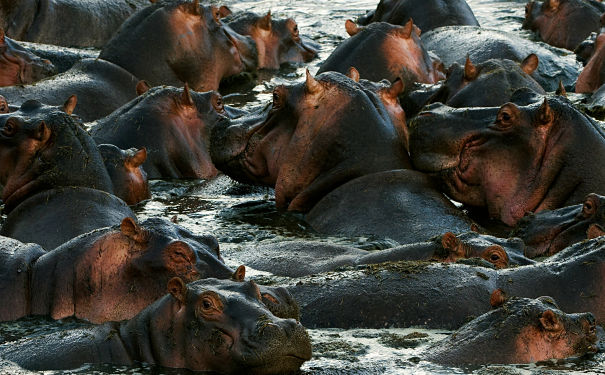 hippos wading