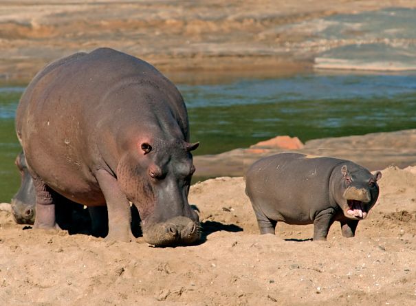 happy hippo mother and baby