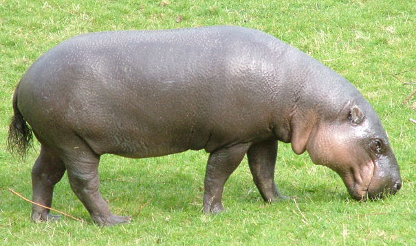 pygmy hippo