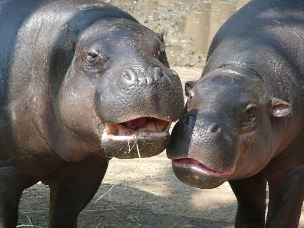 pygmy hippos