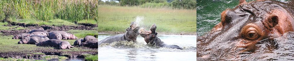 Hippos!