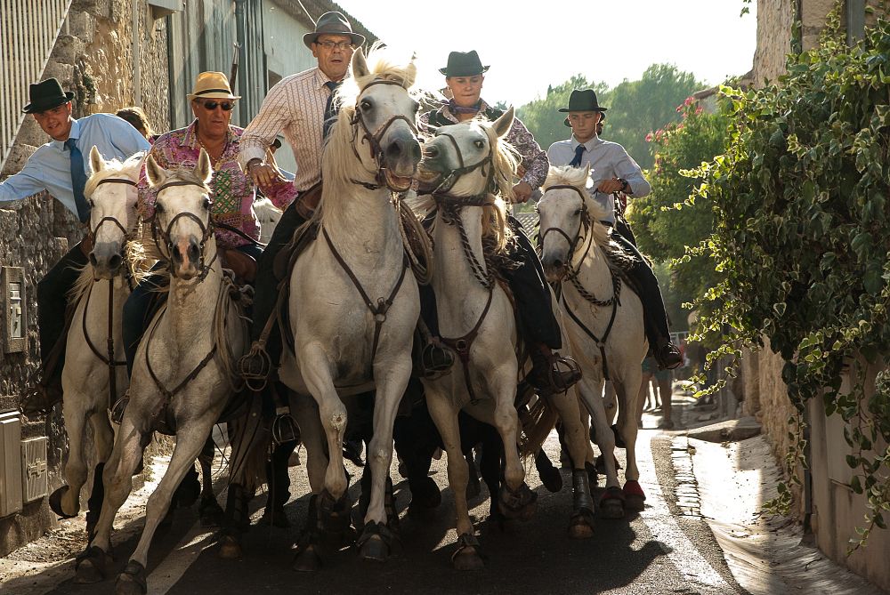 French Camargue horses