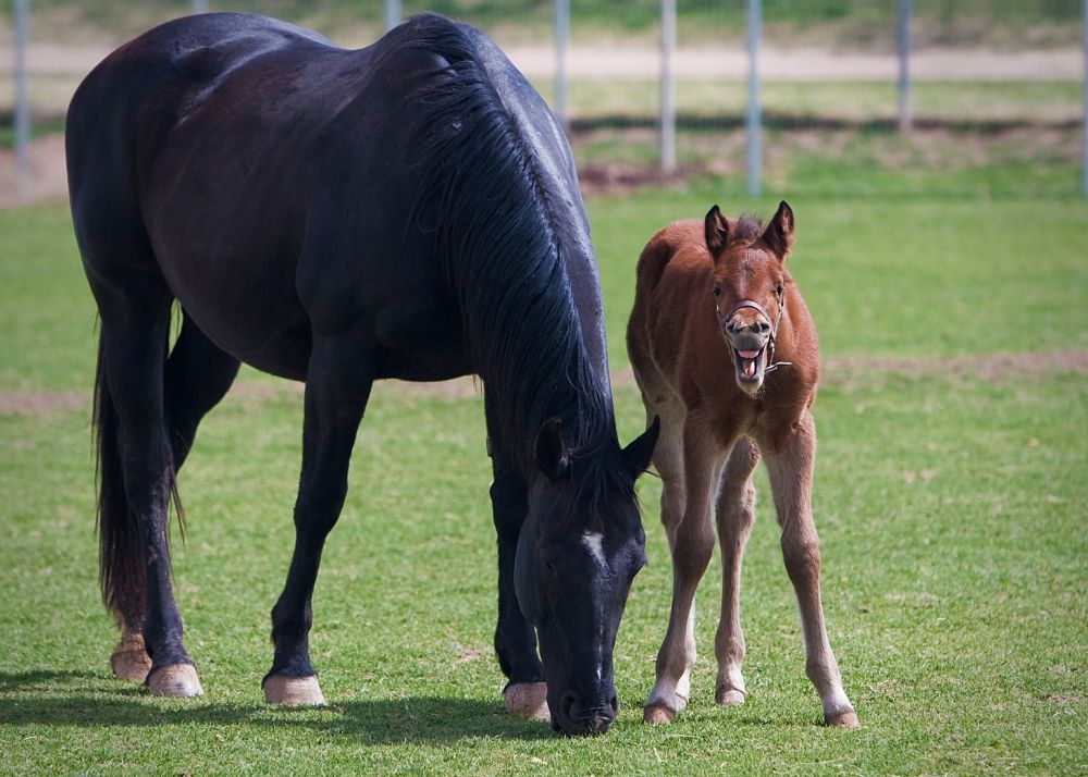 mare and tired foal