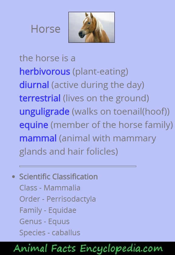 Horse Facts - Animal Facts Encyclopedia