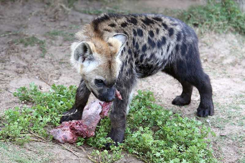 baby hyena with lunch