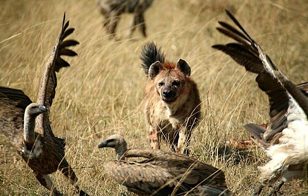 are hyenas more like dogs or cats