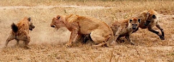hyenas tormenting lion