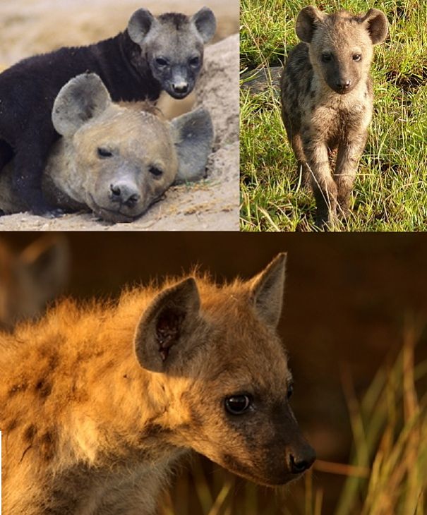 are hyenas more like dogs or cats